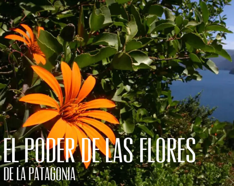 poder de las flores